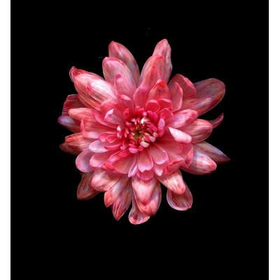 Краска для окрашивания живых цветов, цвет вишневый, #5, 0,300 л